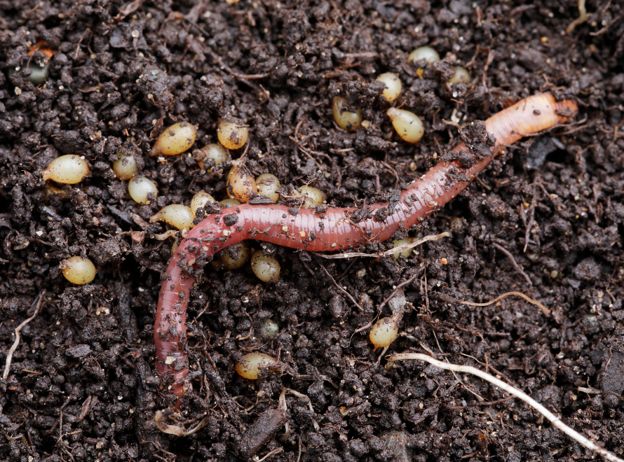 Organic Fertilizer Export Packaging